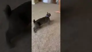 el mejor cat