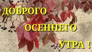 Доброе утро осень! С добрым осенним утром! Очень красивое музыкальное пожелание Доброго Утра!