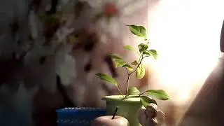 Г.Н.Сытин.Животворящая сила.Исцеляющий Настрой 