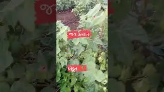 ખેડૂત સ્ટેટ્સ 🌱 કપાસ