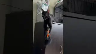 Милый черный котенок)
