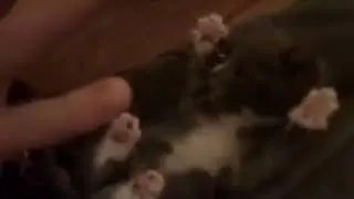 Gatito Vs Cosquillas