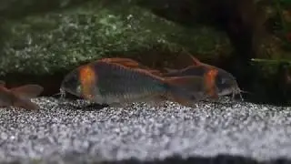 Fish Tank Impressions