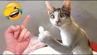 Funniest Animals 2023 😂 Funny Dogs and Cats Videos  #short