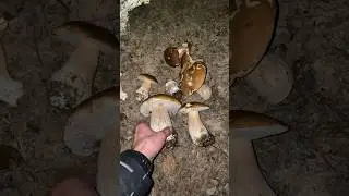 Як вночі з ліхтариком на телефоні гриби збирали💪
