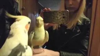 Kalbanti papūga Čikis / Talking parrot