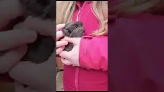 Baby guinea pig at Raby Farm