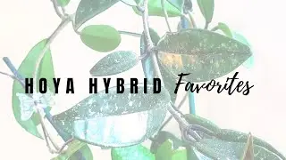 Hoya Hybrid Favorites