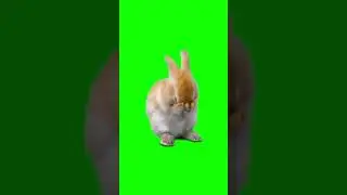Rabbit green screen video // Rabbit video #rabbit @RanaComenti74