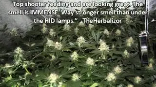 290W LED Grow Light Grows a Pound!