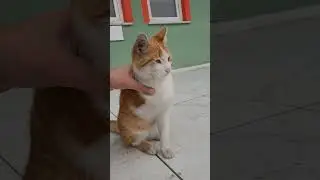 ÜÇ BACAKLI KEDİ 🙀