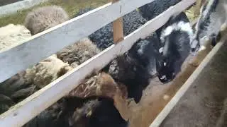 #овцы#эдильбай#гиссар#ягнята#