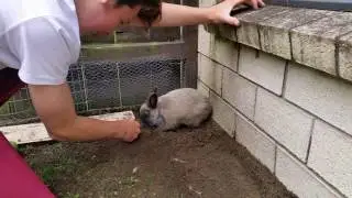 Rabbit!