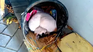 Кошка спит в мусорном ведре