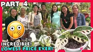 Part 4 Bohol Plant Expo 2023 | Dating Php3,500 na Begonia, Php100 na!