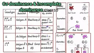Codominance and incomplete dominace | class 10