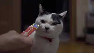 まゆちゅーる
