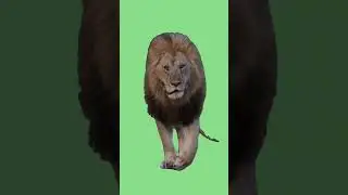 LEON FONDO VERDE GREEN SCREEN