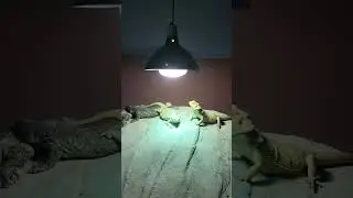 Night creatures of Desert #nightcreatures #lizards