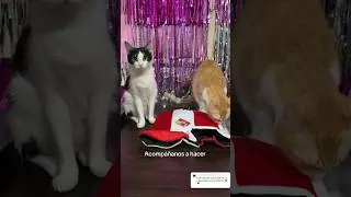 Acompáñanos a hacer nuestros outfits 1 #viral #gatos #michi #cat #michis #shorts #parati #cats #pets