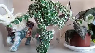 Indoor flowers.