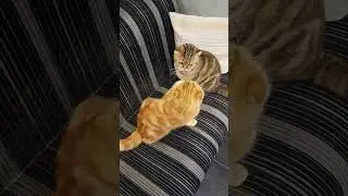 Из цепких бабушкиных лап не вырвешься