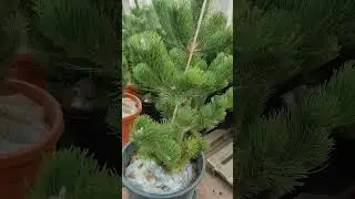 может что нибудь придумаем с этими соснами ? как вам такая идея?