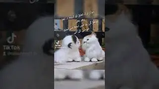 #urdu poetry# os na tora wo taluk jo mare zat sy tha#2line shyari#
