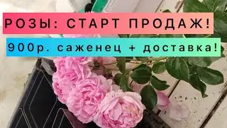 РОЗЫ ЖДУТ НОВЫХ ПОКУПАТЕЛЕЙ! ИНФА В РОЛИКЕ И ОПИСАНИИ!