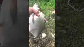 ЛЕЩ НА ФИДЕР.