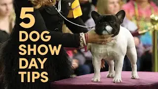 Quick Tips: Planning Your Day at the Dog Show #dogshow #doghandling #dogtraining #pets