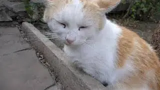 Вечером на даче с котом Сэмом