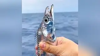 What is this Long Shiny Fish? 🐟