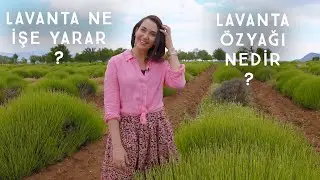 Lavanta ne işe yarar ? Lavanta Yağı nedir?