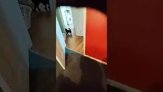 throw it!!! #shorts #dog #fetch #ball #pets #lol #sub