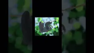 Cute little sloth animation done in Procreate on iPad. 💙 