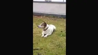 Jackrussel Gino