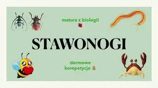 #25 Stawonogi 🐜 - budowa, charakterystyka 📕 biologia rozszerzona do  matury 🍀 liceum