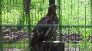Орел степной. Лихие белгородские казаки.