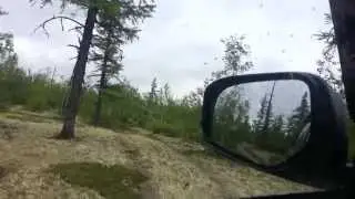 Мошки. лето.ЯНАО.
