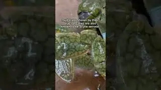 Meet the mighty Scylla serrata, also known as the mud crab or mangrove crab! #MudCrab #ScyllaSerrata