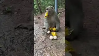 Leave the rest for the next monkey #kong #monkey