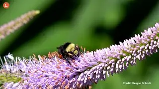 Did You Know That Bumble Bees and Other Pollinators Are Facing the Risk of Extinction?