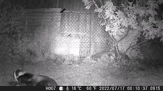 A quickie vigorous badger scratch!