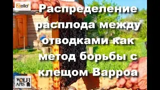 Распределение расплода между отводками как метод борьбы с клещом Варроа. 