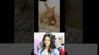 samjha madar / payal gaming reaction funny video 🤣 / Payal gaming / Omegle #shorts