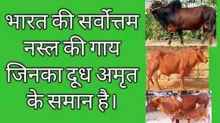 Best breed of Indian Desi cow and their healthly milk (A2)   भारत की सर्वोत्तम नस्ल की गाय
