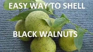 How to Harvest and Shell Black Walnuts