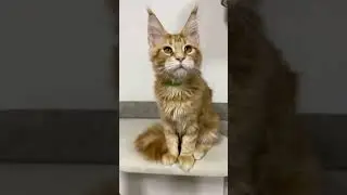 Мейн-кун котик Остин, возраст 4 месяца🤗