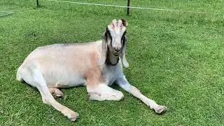 'Our Backyard' Goats